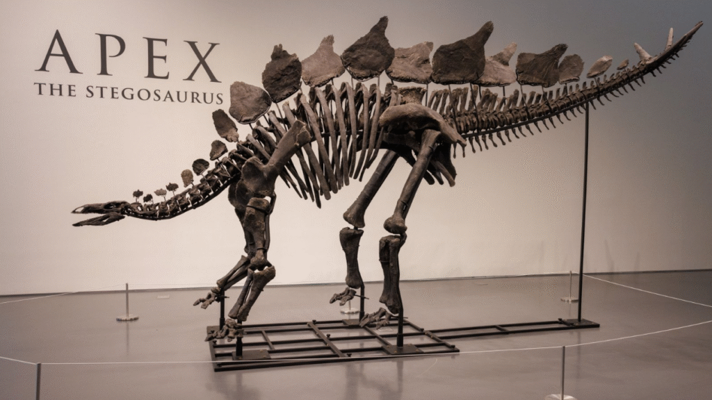 Dino Skeleton: Unveiling the Ancient Giants of the Past dino skeleton