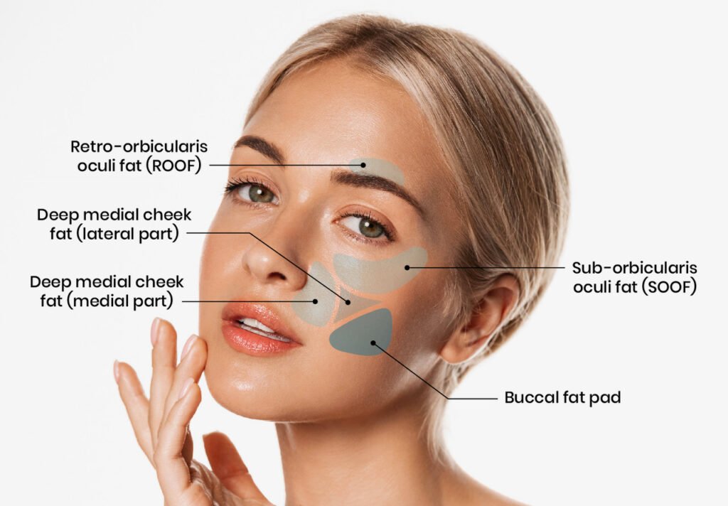 What Is Buccal Fat? The Shocking Truth Revealed what is buccal fat
